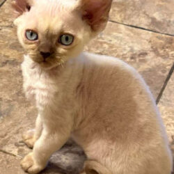 Devon Rex Kitten Contact us