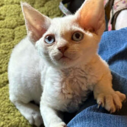 Devon Rex Kitten