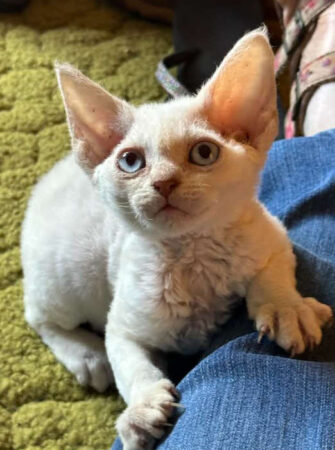 Devon Rex Kitten