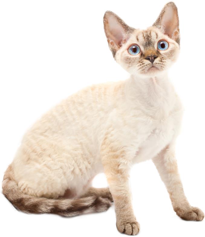 Devon Rex Kittens & Cats